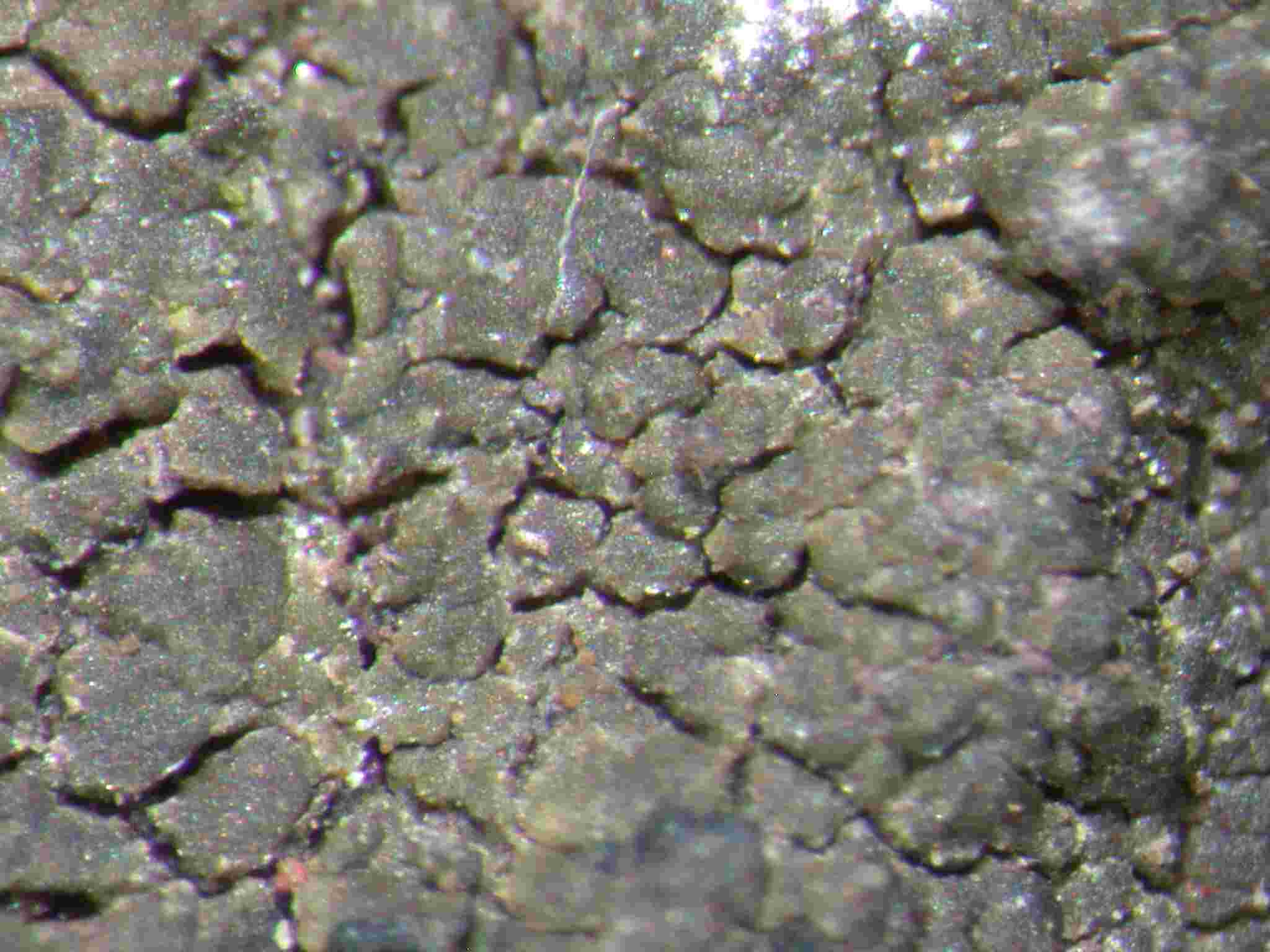 [Verrucaria macrostoma]